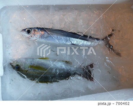イサキとトビウオ 700402