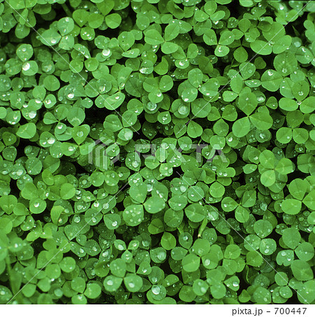 水滴クローバー 700447
