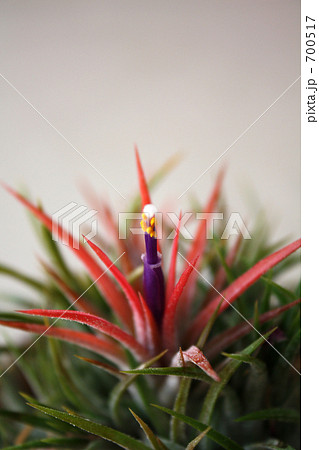 イオナンタ 700517