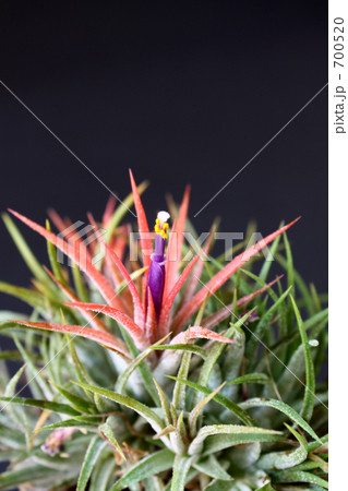 イオナンタ 700520