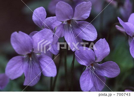 タチツボスミレ 700743