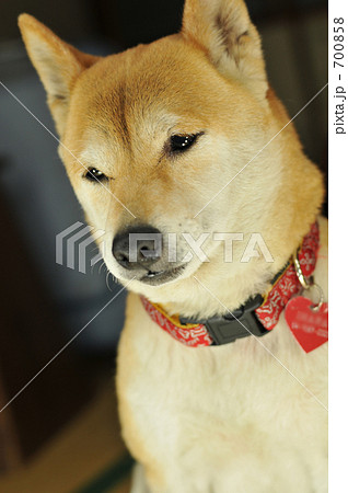 柴犬 700858