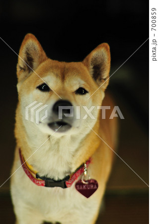 柴犬 700859