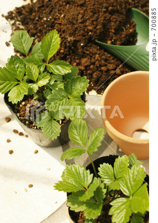 緑を植えよう! 緑を植えよう! 700885