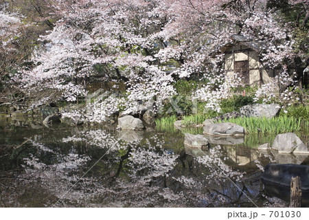 名主の滝公園の桜 701030