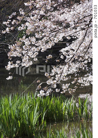 名主の滝公園の桜 701033