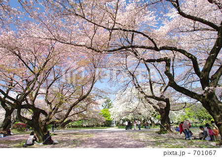 小石川植物園の桜 701067