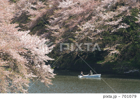 千鳥ヶ淵の桜とボート 千鳥ヶ淵の桜とボート 701079