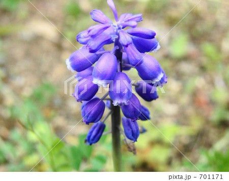 ムスカリ ムスカリ 701171