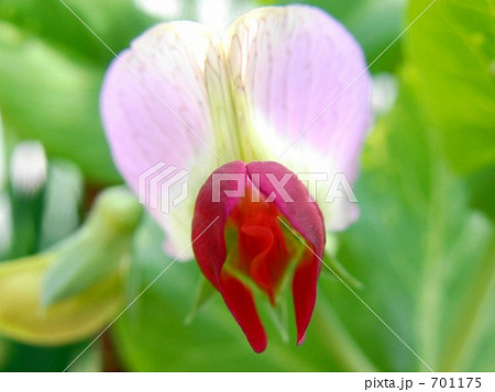 えんどう豆の花 えんどう豆の花 701175