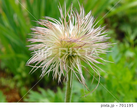 オキナグサ オキナグサ 701195