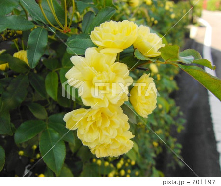 モッコウバラ 701197