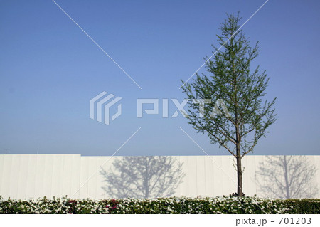 白い塀と街路樹 701203