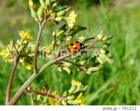 ナナホシテントウムシとオニタビラコ ナナホシテントウムシとオニタビラコ 701212