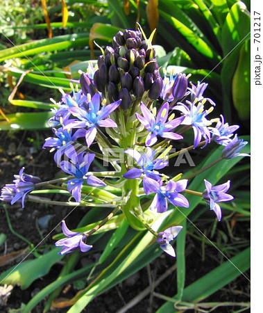 シラー・ペルビアナ 701217