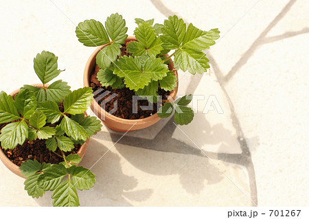 緑を植えよう! 緑を植えよう! 701267