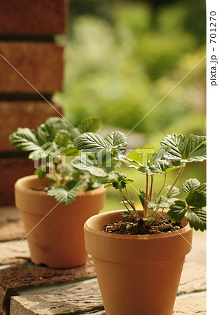 緑を植えよう！ 701270