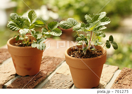 緑を植えよう！ 701275