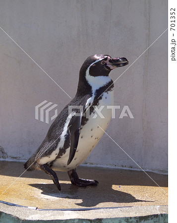 フンボルトペンギン 701352