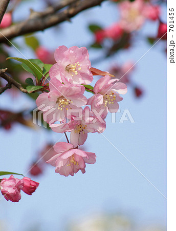 花海棠 花海棠 701456