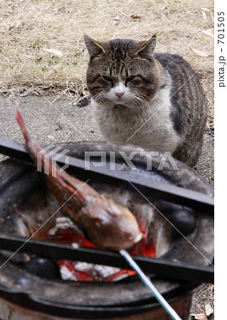 食いしん坊な猫 701505