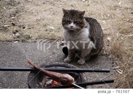魚が焼けるのをじっと待つ猫 701507