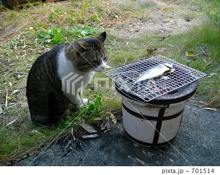 魚が焼けるのをじっと待つ猫の写真素材