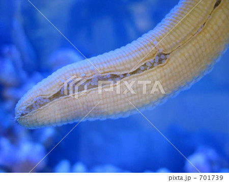 ヒトデ 701739