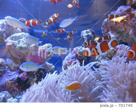 カクレクマノミ カクレクマノミ 701740