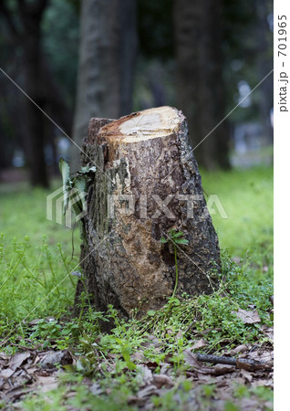 切株 切株 701965