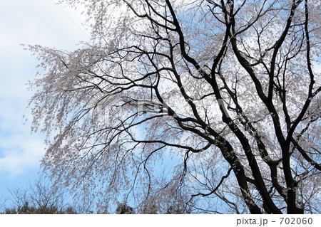 背の高い枝垂れ桜３ 702060