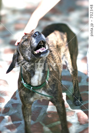 笑う琉球犬 笑う琉球犬 702348