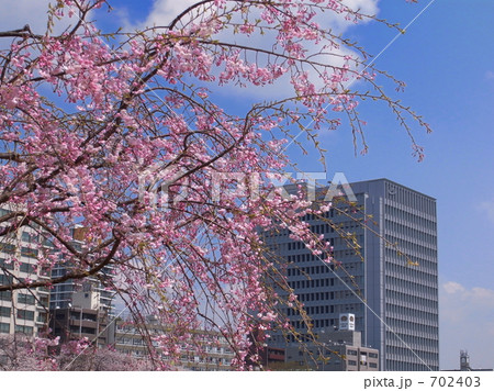 桜とビルディング 桜とビルディング 702403