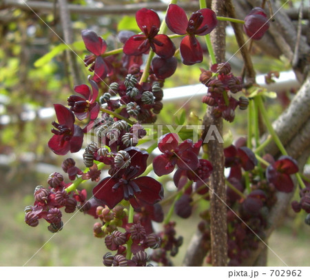 ミツバアケビの花 702962
