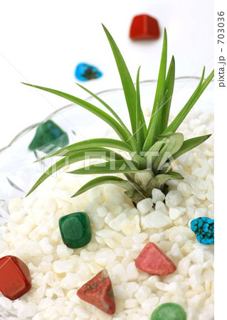 エアープランツ 703036