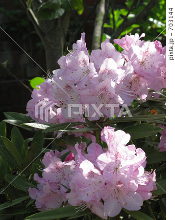 ピンクの石楠花満開 703144