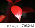ベニカナメ 703248