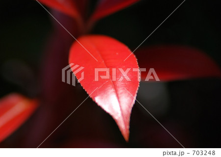 ベニカナメ 703248