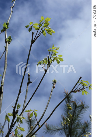 高く伸びるコシアブラの木 703286