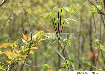採り頃のコシアブラ 703290