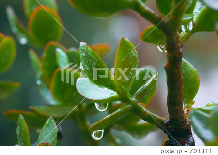 雨に濡れたクラッスラ 雨に濡れたクラッスラ 703311