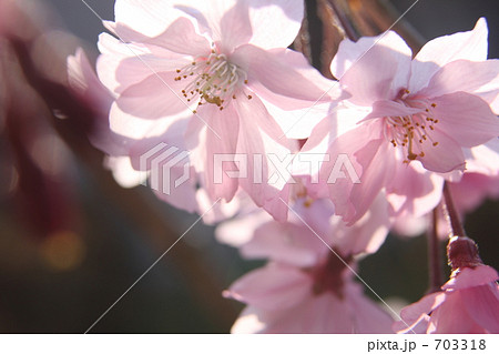 八重紅枝垂桜 703318