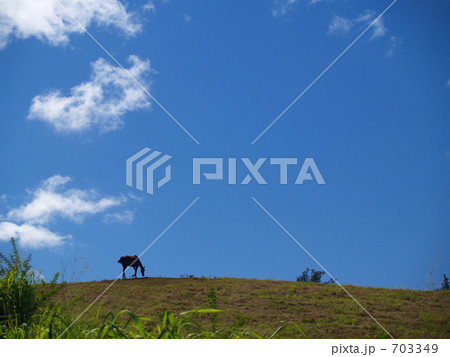 ワイピオの馬 703349