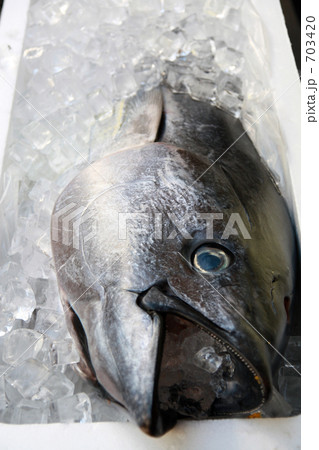 マグロの仕入れ 703420