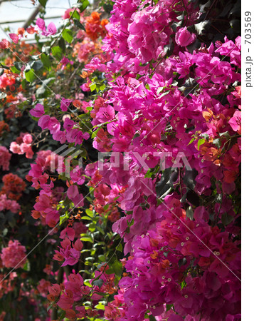 ブーゲンビリア 703569