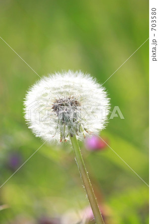 タンポポ・綿毛 703580