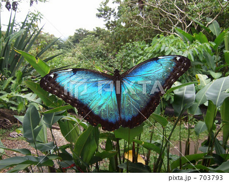 コスタリカのペレイデスモルフォ 703793