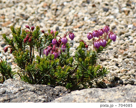 エゾノツガザクラ 704085