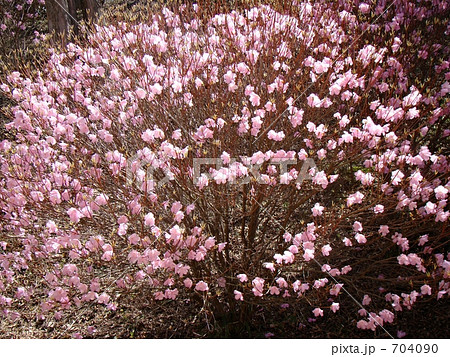 アカヤシオ　高山植物 704090
