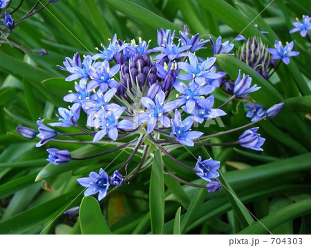 大蔓穂(おおつるぼ)シラー・ペルビアナ 大蔓穂(おおつるぼ)シラー・ペルビアナ 704303